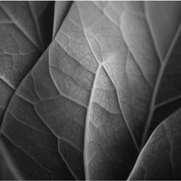 Coq de Dosan 空间照片 1